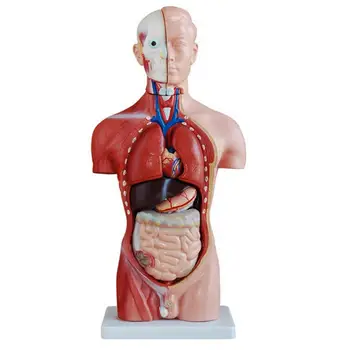 PVC Umane 42cm Masculin Trunchiului Anatomice Model Schelet Medicale Anatomia 13 Partea