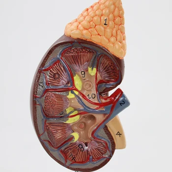 Dimensiunea de viață Rinichi Uman cu Glanda Suprarenală Anatomice Modelul Medical Urologie Anatomie Model de Instrument de Predare